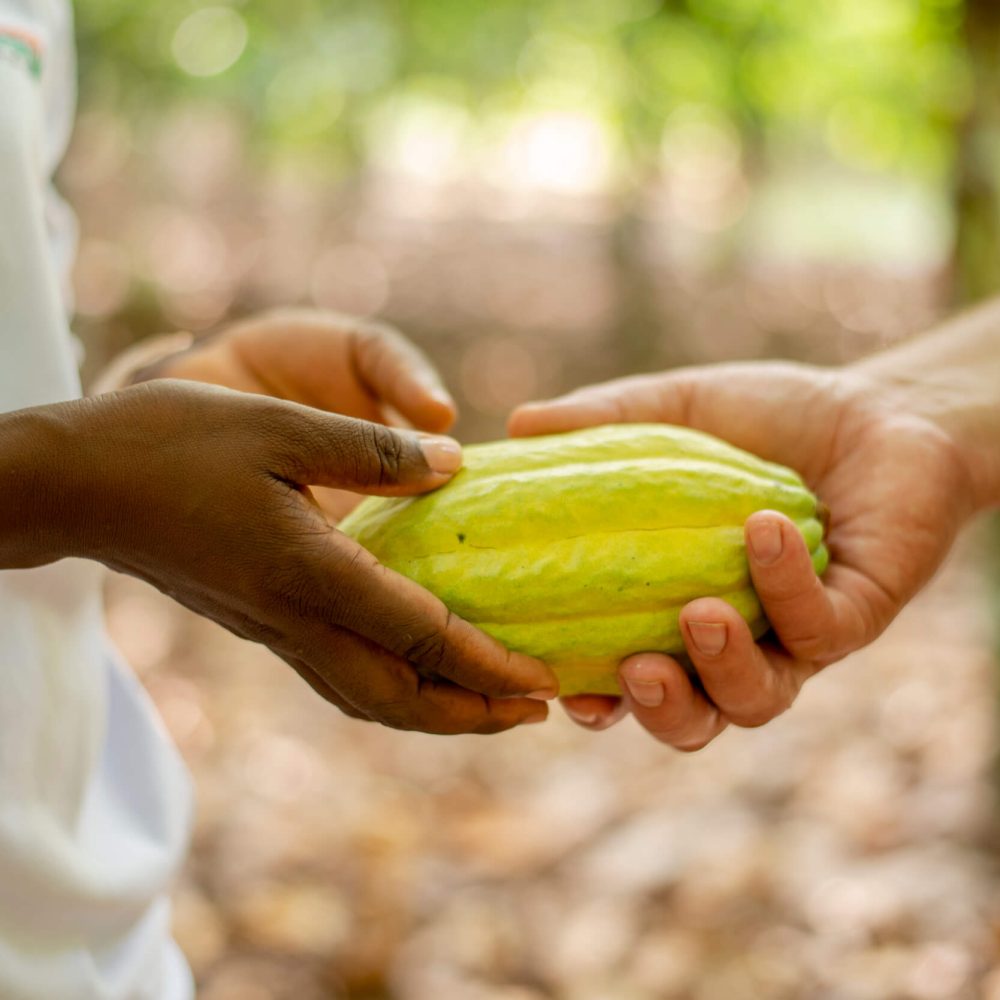 Cabossa cacao